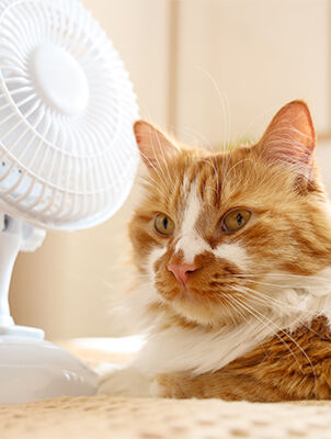 cat sitting in front of fan